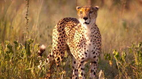 Cheetah. Image by David Youldon