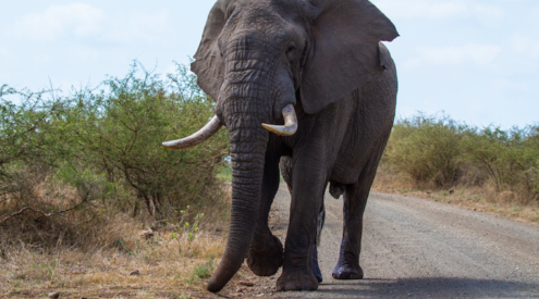 Kruger National Park driving routes: The south