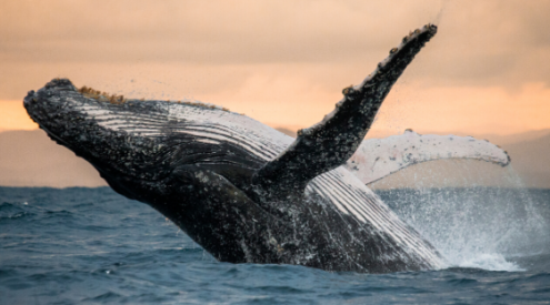 plett is a whale heritage site candidate