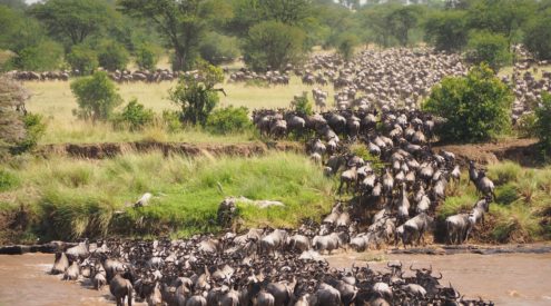 Wildebeest migration captured in Maasai Mara