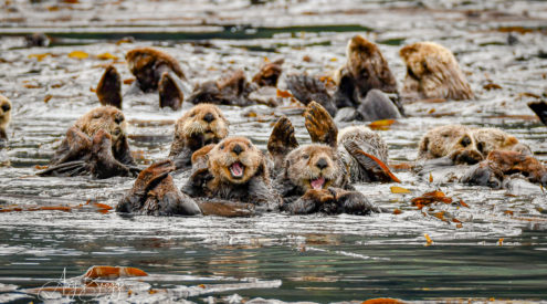 Hundreds of otters sighted frolicking in kelp bed