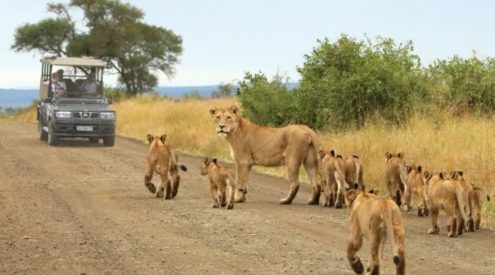 Kruger visitors urged to stay on designated paths