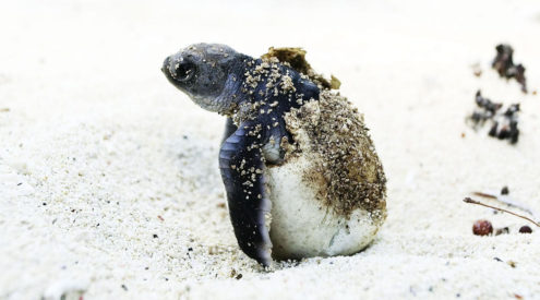 Kenya record green turtle baby boom