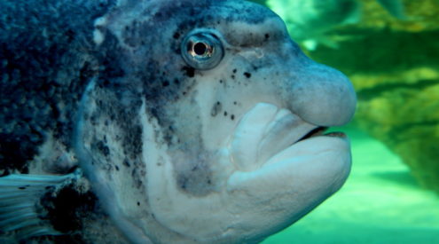 Meet the grumpy old men of the ocean