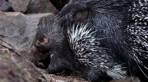 Porcupines