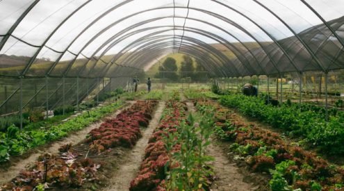 Spier Food Garden 2021 Winter Workshops