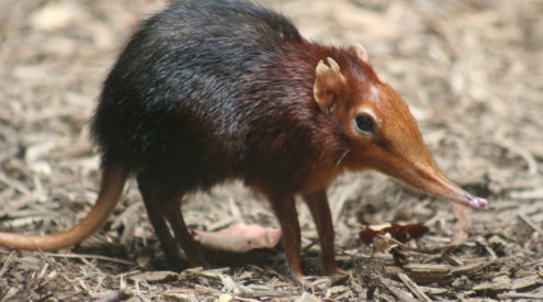 elephant shrew