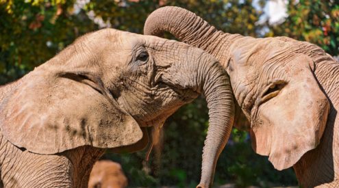 Elephants playing