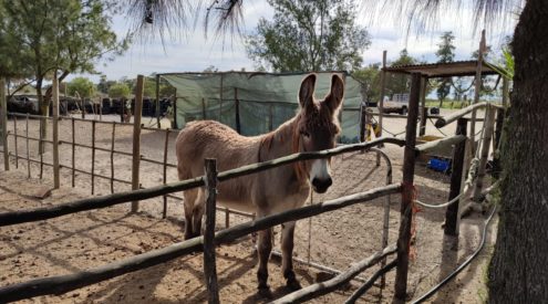 Farm Stall of the Month: Plaasmol