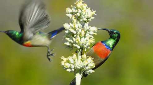 Drakensberg birding